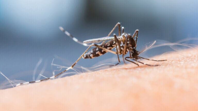 Enfermedades transmitidas por mosquitos se disparan en Europa: esto es lo que no te han contado