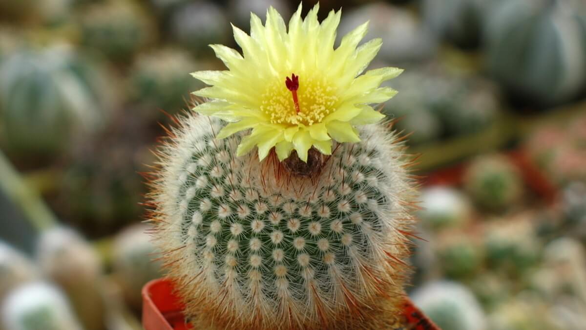 Cactus bola o de flor.