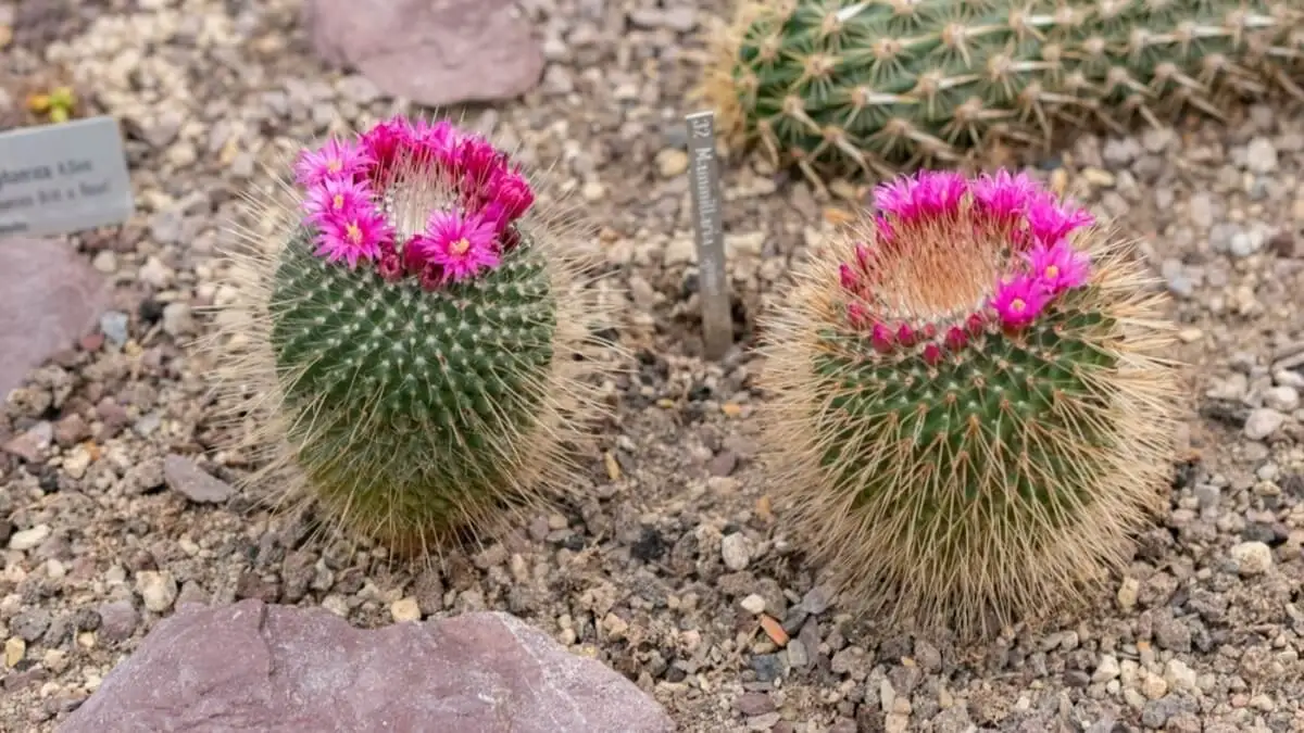 Cactus erizo.