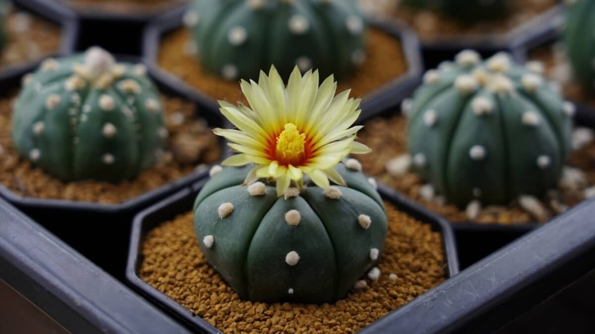 Cactus estrella.