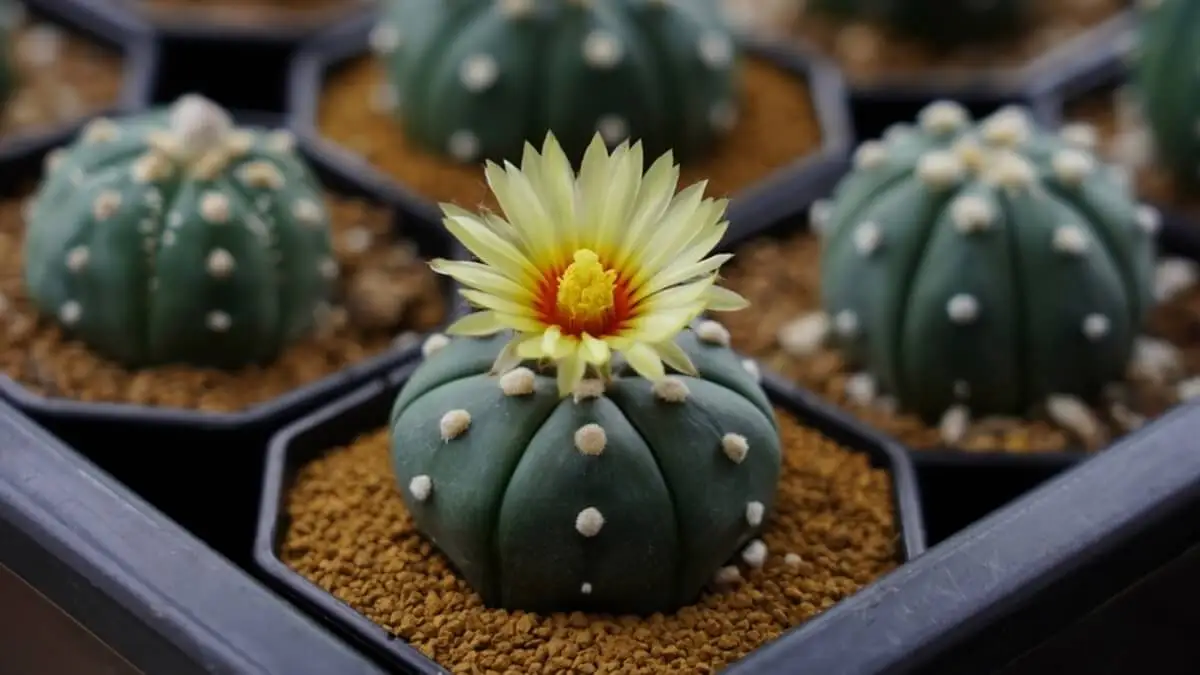 Cactus estrella.