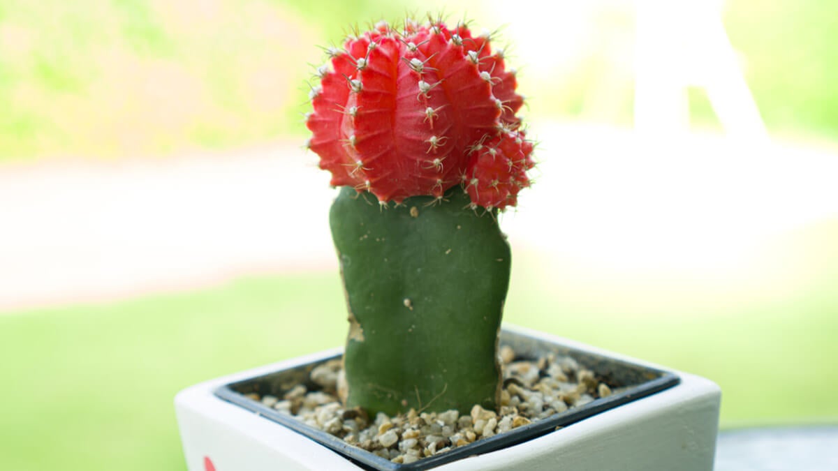 Cactus luna.