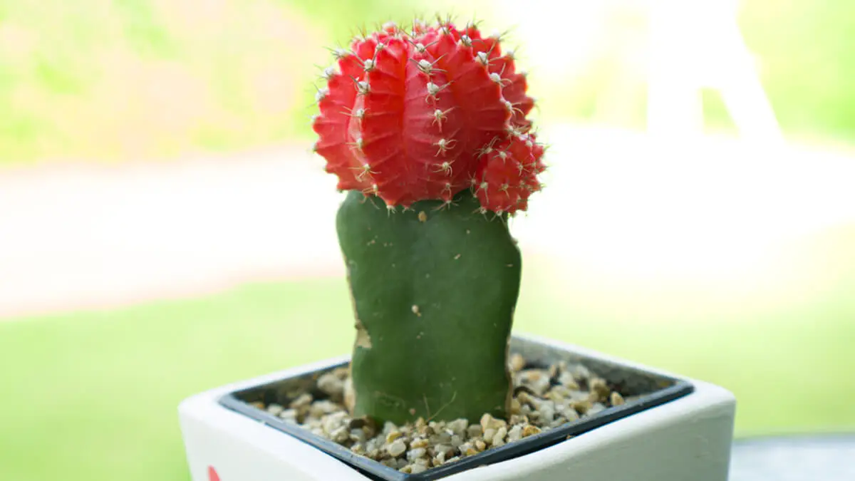Cactus luna.