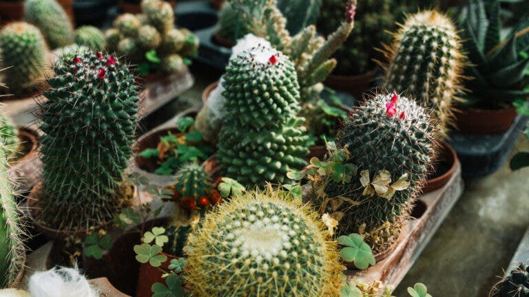 5 cactus miniatura ideales para tener en casa: son resistentes y fáciles de cuidar