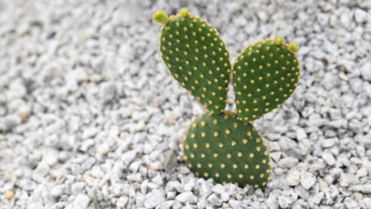 Cactus oreja de conejo.