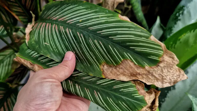 Por qué se ponen marrones las hojas de tus plantas y cómo evitarlo
