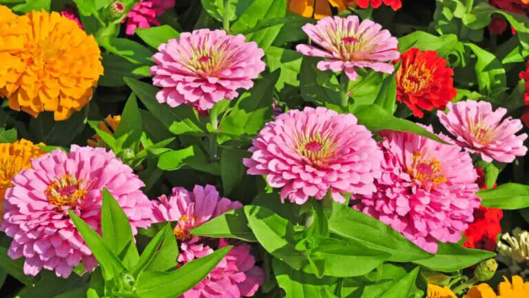 Así puedes sembrar y cuidar tu zinnia para tenerla floreciente por más tiempo