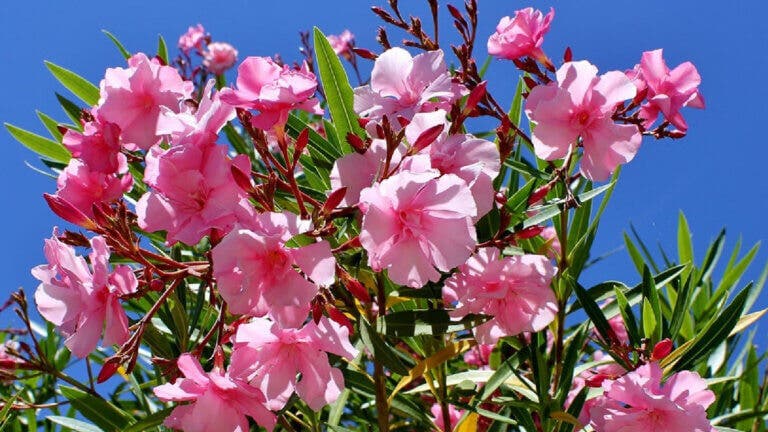 Guía básica para cuidar el laurel de jardín: riego, poda y trucos para mantenerlo sano