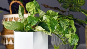 Pothos: la planta que elimina el 73 % de sustancias cancerígenas del aire, según la NASA