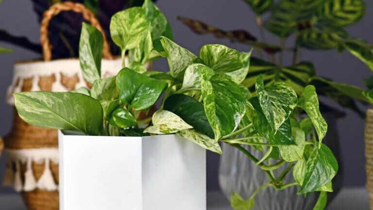 Pothos: la planta que elimina el 73 % de sustancias cancerígenas del aire, según la NASA