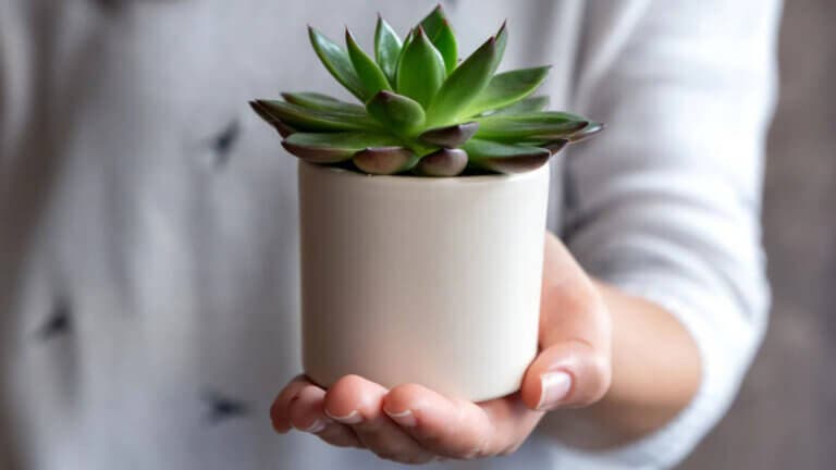 El lenguaje secreto de las plantas: qué regalar para decir te quiero, gracias o enhorabuena