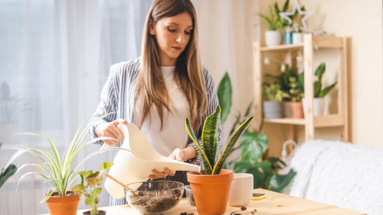 Las plantas en casa no solo decoran, también reducen el estrés