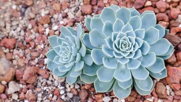 Planta fantasma: cuidados y errores que necesitas saber