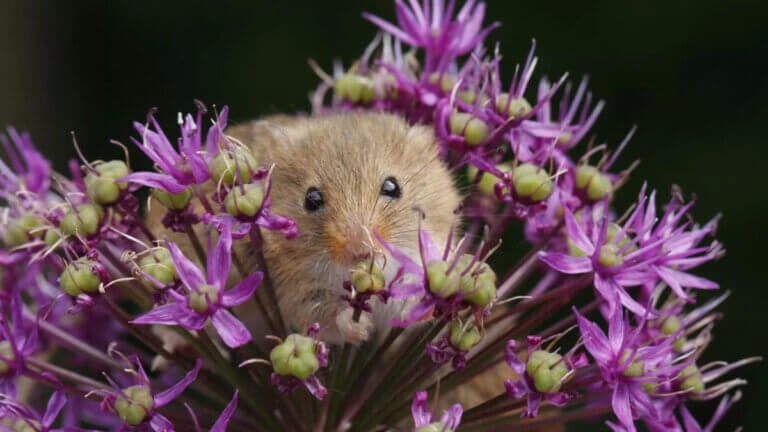 6 plantas ideales para ahuyentar ratas y ratones de tu jardín
