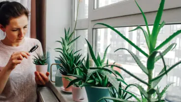 7 plantas que ayudan a eliminar malos olores dentro de casa