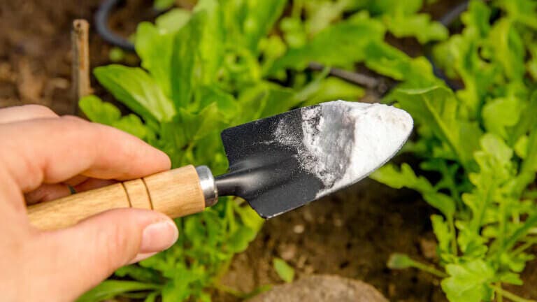 El truco casero para revivir tus plantas con bicarbonato de sodio