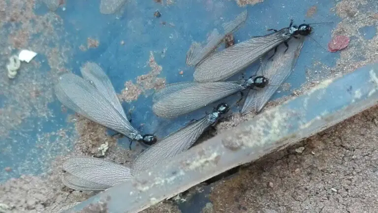 Estos remedios caseros ayudan a controlar las termitas voladoras sin gastar de más