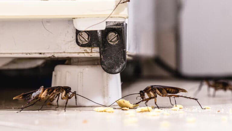 Dónde se esconden los huevos de cucaracha y cómo acabar con ellos