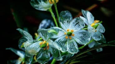 Flor esqueleto: el paso a paso para cultivarla y disfrutar de su increíble transformación