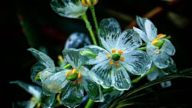 Flor esqueleto: el paso a paso para cultivarla y disfrutar de su increíble transformación