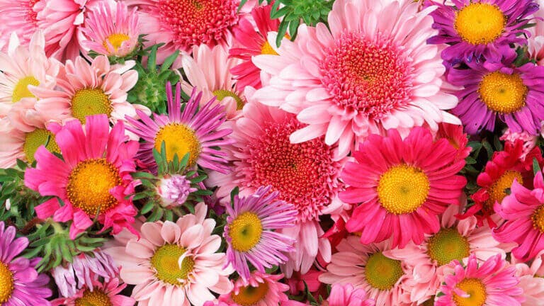 Descubre qué flor corresponde a tu mes de nacimiento y su significado