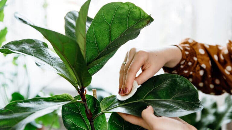 Así evitas que el polvo se acumule en las hojas de tus plantas