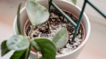 Canela en la tierra de tus plantas y otros 3 trucos para evitar el crecimiento de moho blanco
