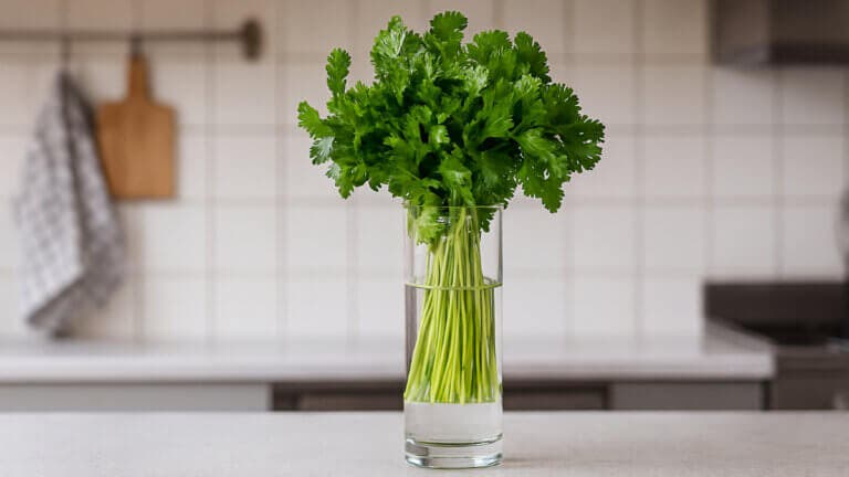 Cilantro fresco por semanas: el método que sí funciona