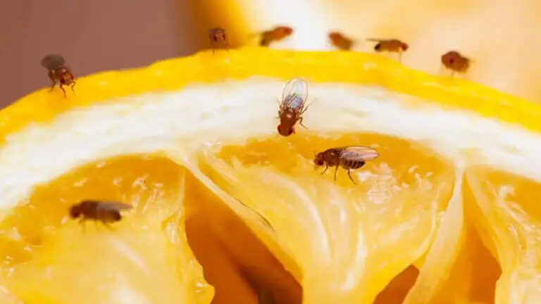 ¿Moscas de la fruta en tu cocina? Así puedes eliminarlas rápidamente sin químicos