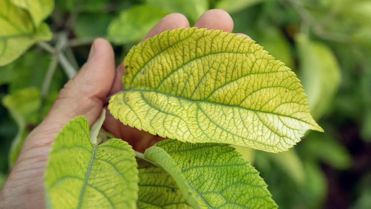 Planta con falta de nutrientes.