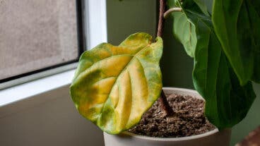 ¿Tu planta se ve mal? Así puedes detectar si está enferma y qué la está dañando