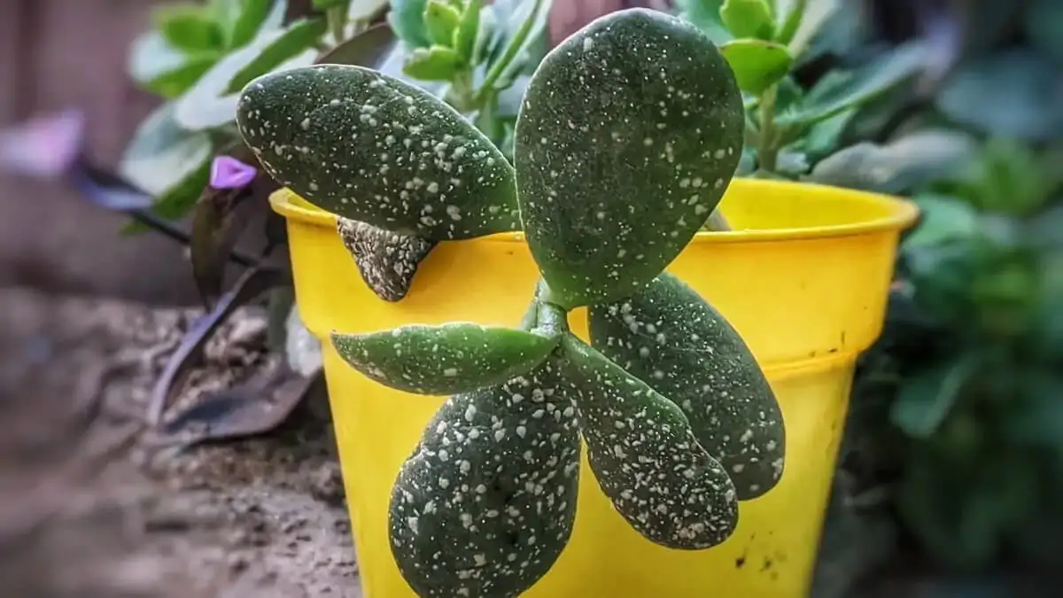 Planta de jade con oídio.