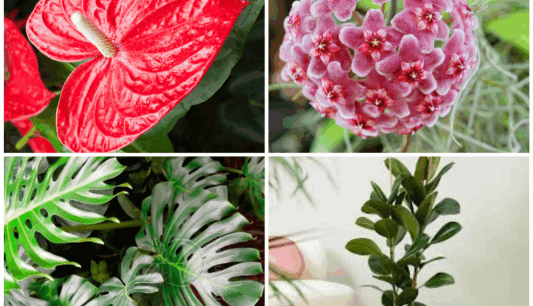 7 plantas exóticas ideales para darle personalidad a tu hogar