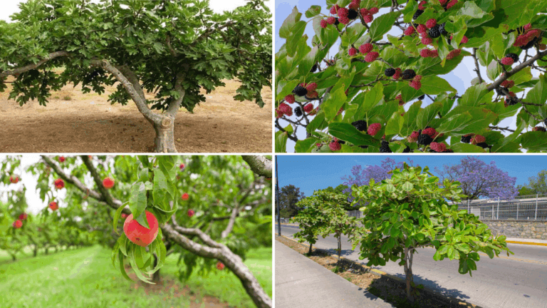 6 árboles frutales que prosperan en suelos arenosos y cómo cuidarlos para que den cosecha