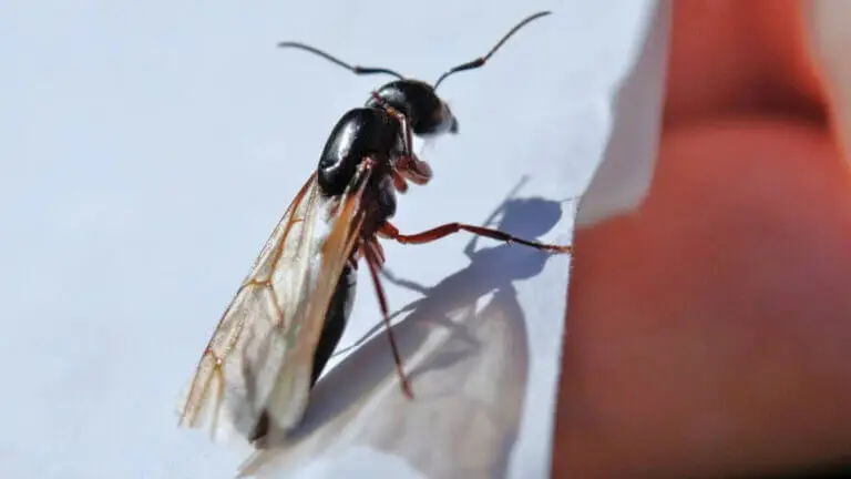 ¿Hormigas voladoras? 4 repelentes naturales para que no invadan tu hogar