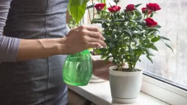 Cuidados en casa para que el rosal mini siempre luzca sano y sin hojas amarillas