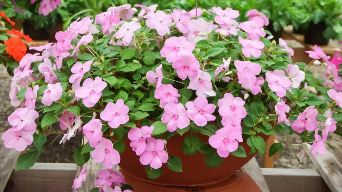 Flores de alegría del hogar.