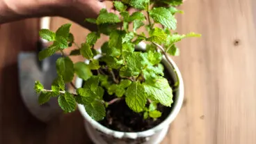 Los 5 cuidados esenciales para cultivar la menta en maceta sin que se marchite