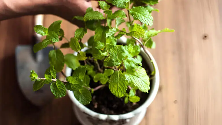 Los 5 cuidados esenciales para cultivar la menta en maceta sin que se marchite