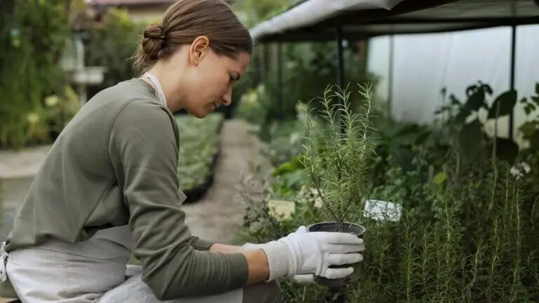 5 aromáticas que puedes cultivar en otoño (y disfrutar en el invierno)