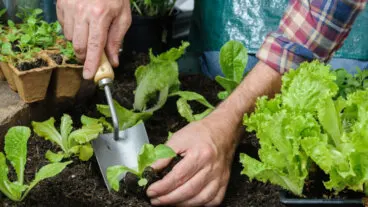 6 cultivos de otoño ideales para tu huerto urbano