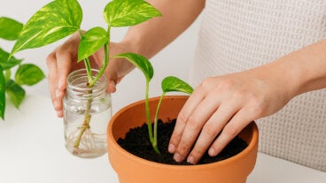 La forma correcta de propagar pothos en agua y trasplantarla sin que se pudra