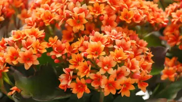 6 flores fáciles de cuidar en maceta que florecen todo el año