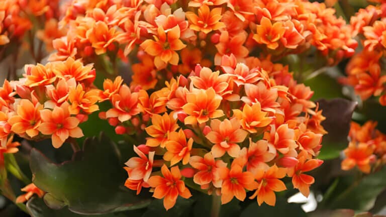 6 flores fáciles de cuidar en maceta que florecen todo el año