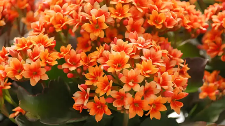 6 flores fáciles de cuidar en maceta que florecen todo el año