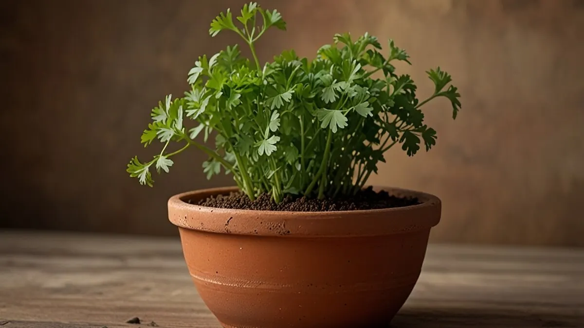 Cilantro (Coriandrum sativum)