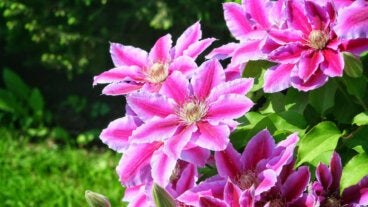 Cómo cuidar la clemátide para que trepe y llene de color tu jardín