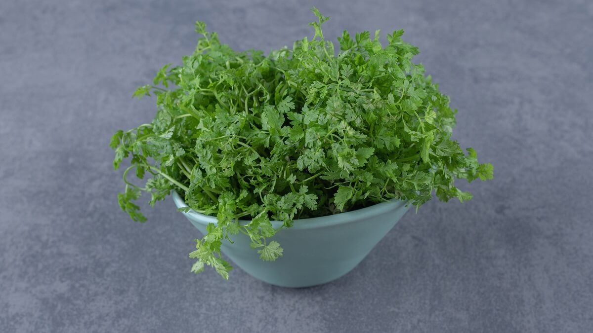 Perejil (Petroselinum crispum)