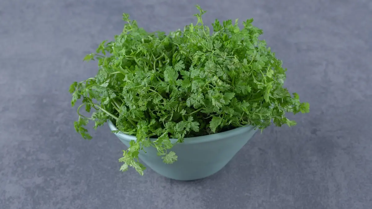 Perejil (Petroselinum crispum)