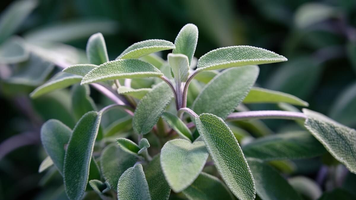Salvia